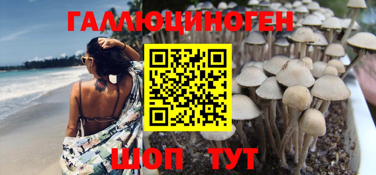 Галлюциногенные грибы Psilocybe Мурино